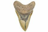 Bargain, Fossil Megalodon Tooth - North Carolina #363748-1